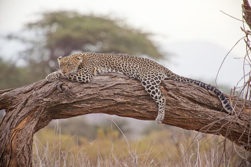 Safari experiences