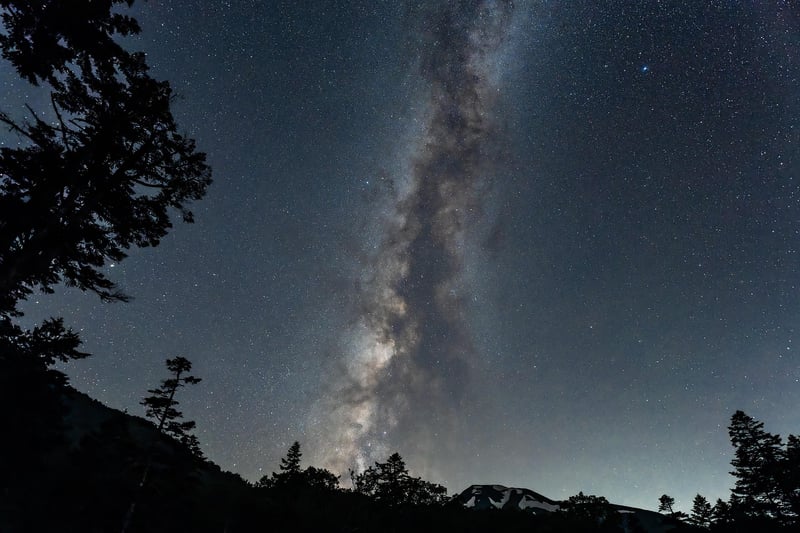 Safari at Night
